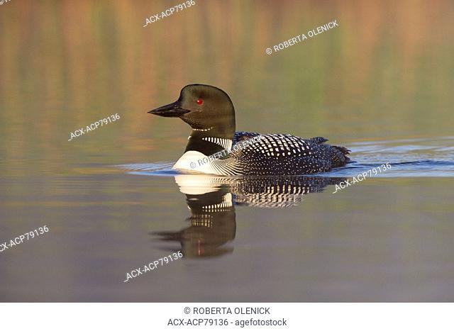 Common loon (Gavia immer), adult in breeding plumage on misty morning, Lac Le Jeune, British Columbia
