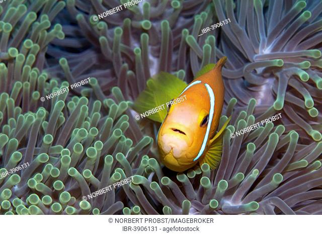 Maldive Anemonefish or Blackfinned Anemonefish (Amphiprion nigripes) in a Magnificent Sea Anemone (Heteractis magnifica), Lhaviyani Atoll, Indian Ocean