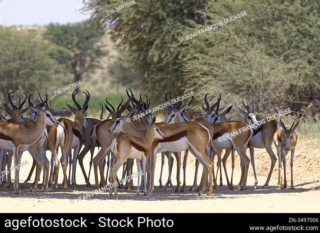 Springboks (Antidorcas marsupialis), herd, standing in the shade of a tree, on a dirt road, Kgalagadi Transfrontier Park, Northern Cape, South Africa, Africa