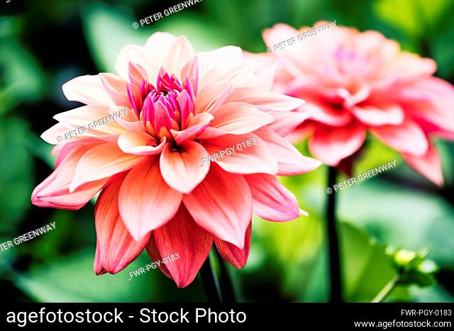 Dahlia, Pink coloured shaggy flower growing outdoor