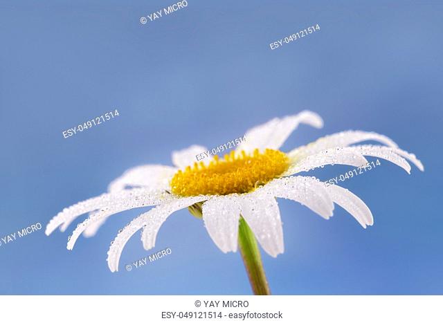 single daisy flower with water droplets on blue background