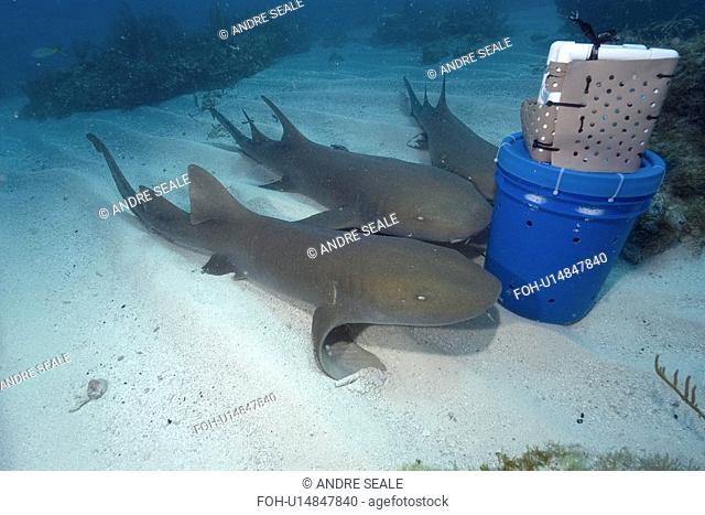 Nurse sharks, Ginglymostoma cirratum, attracted by scent released from chum bucket, Molasses Reef, Key Largo, Florida, USA, Atlantic Ocean