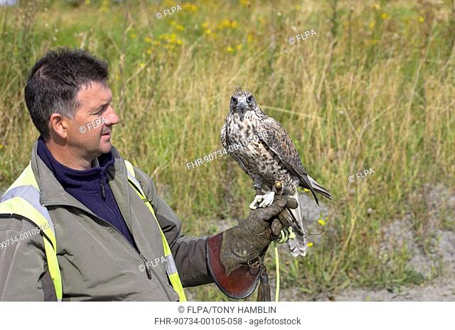 Falconry, Falconer with Gyrfalcon Falco rusticolus, Worcestershire, England