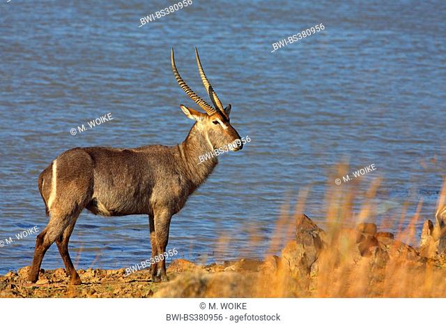 waterbuck (Kobus ellipsiprymnus), male standing at a waterhole, South Africa, North West Province, Pilanesberg National Park