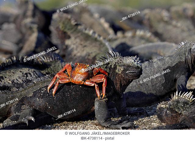 Red rock crab (Grapsus grapsus) foraging on a Marine iguana (Amblyrhynchus cristatus), Fernandina Island, Galapagos, Ecuador