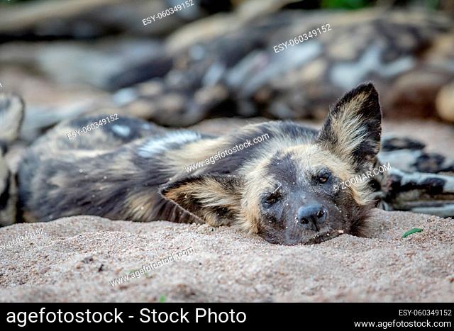 African wild dog laying in the sand and starring at the camera in the Kruger National Park, South Africa