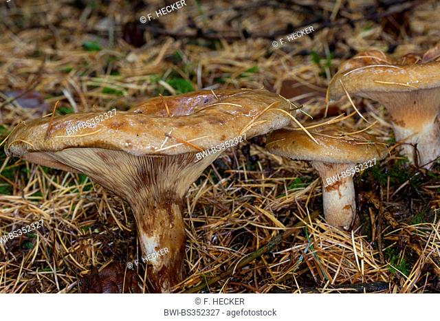 Brown roll-rim, Common roll-rim, Poison pax (Paxillus involutus), three fruiting bodies on forest floor, Germany