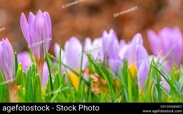 Purple crocus flowers between grass in spring