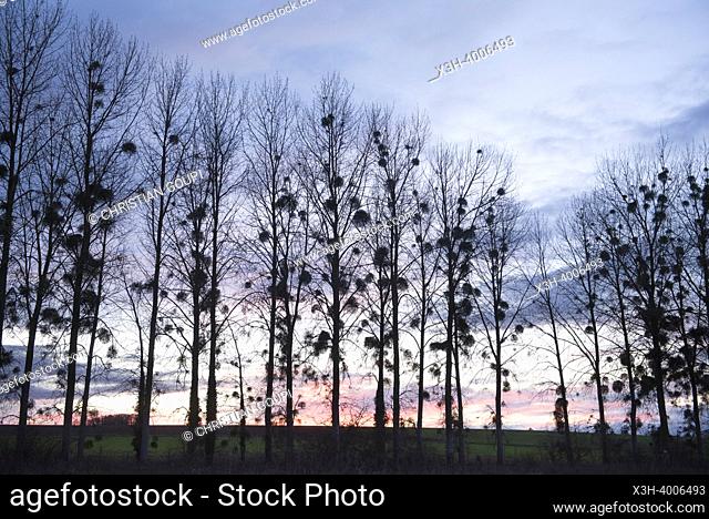 Poplars hedge invaded by mistletoe (Viscum album), Eure-et-Loir department, Centre-Val-de-Loire region, France, Europe