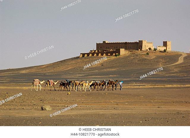 Merzouga, Morocco, Africa, North Africa, 10821770, camels, caravan, camel caravan, erg Chebbi, desert