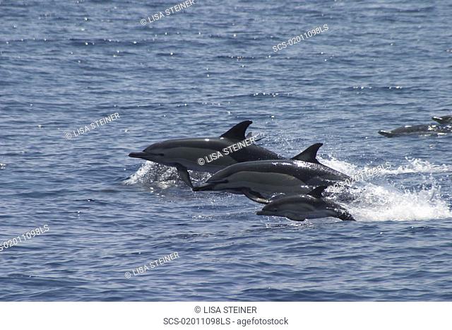 Short-Beaked Common Dolphin, Delphinus delphis, trio leaping off the Azores Islands RR