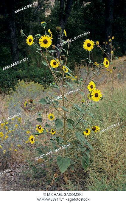 Kansas Sunflower (Helianthus annuus), Columbia Plateau, WA