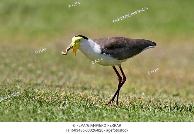 Masked Lapwing Vanellus miles adult, feeding, with insect larva in beak, foraging on grass at camping park, Northern Territory, Australia