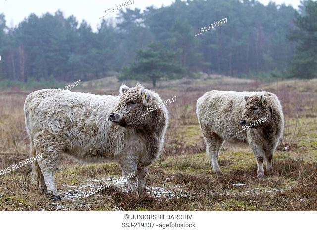 Dun Galloway Cattle. Two calves on a pasture in winter. Germany