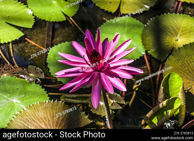 Water lily (Nymphaeaceae). Tunduru Botanical Gardens, Rua Capitão Henrique de Sousa. Maputo, Mozambique, Africa