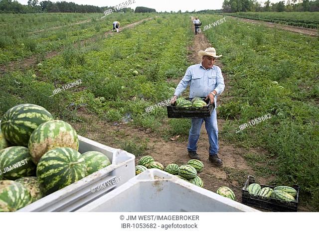 Mexican Americans picking watermelons at an organic family farm near Detroit, Yale, Michigan, USA