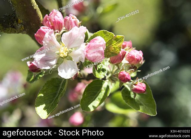Fleurs de pommier au stde de l'eclosion, Departement d'Eure-et-Loir, region Centre-Val-de-Loire, France, Europe / Apple blossoms at the eclosion stage