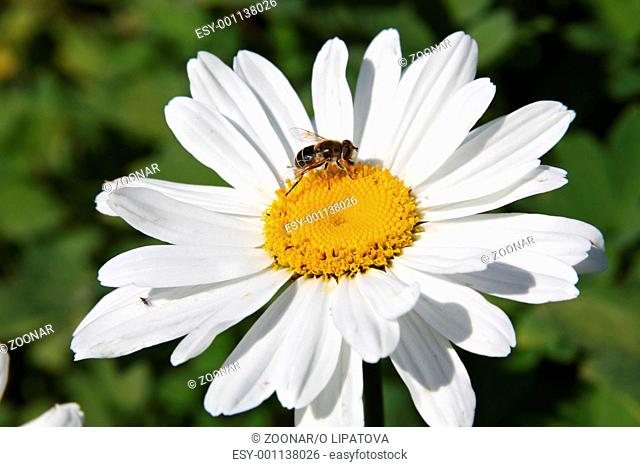 Close-up of large white ox-eye daisies Leucanthemum vulgare with little fly