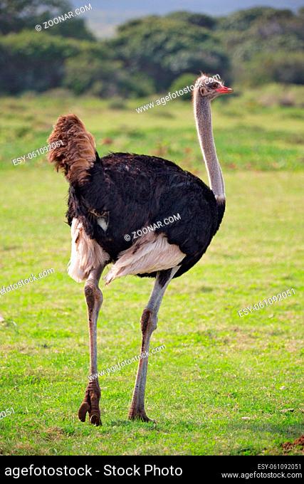 blur in south africa  mlilwane wildlife nature reserve and wild ostrich