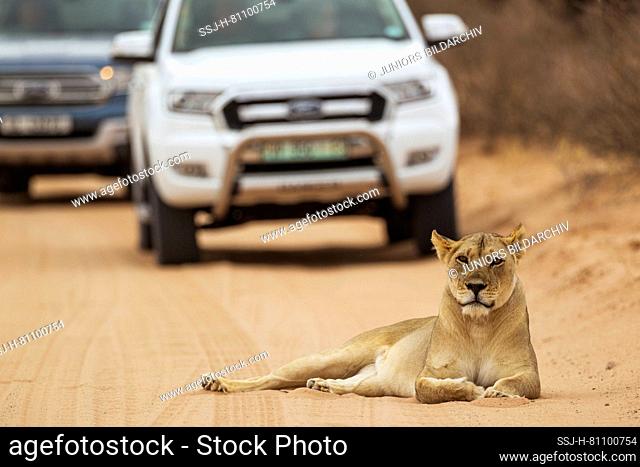 African Lion (Panthera leo). Female resting on a road. Behind it tourist vehicles on a game drive. Kalahari Desert, Kgalagadi Transfrontier Park, South Africa
