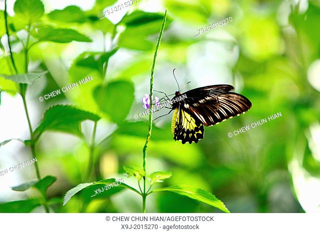 Butterfly, Troides helena, Borneo, Asia