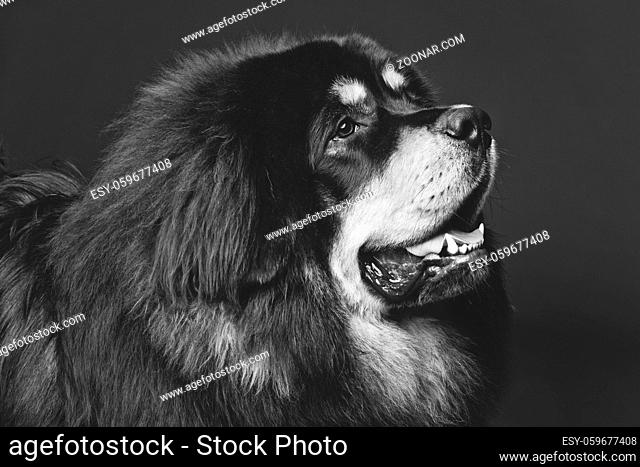 Closeup portrait of big beautiful Tibetan mastiff dog over black background. Copy space. Monochrome