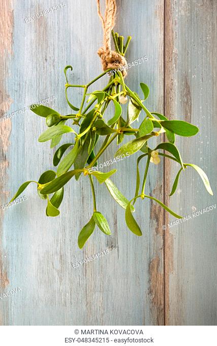 Branch of Mistletoe tied on grunge background. Nature background. Christmas plant