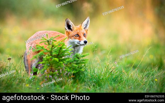Cute red fox, vulpes vulpes, looking up on a vivid meadow in summer nature. Curious mammal observing with adorable eyes and copy space