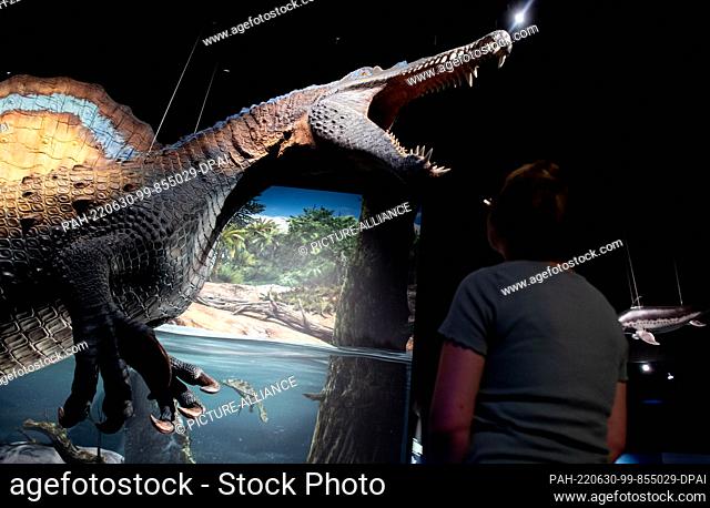22 June 2022, Lower Saxony, Wilhelmshaven: A family looks at a life-size model of a spinosaurus in the new adventure exhibition ""Saurians - Giants of the...