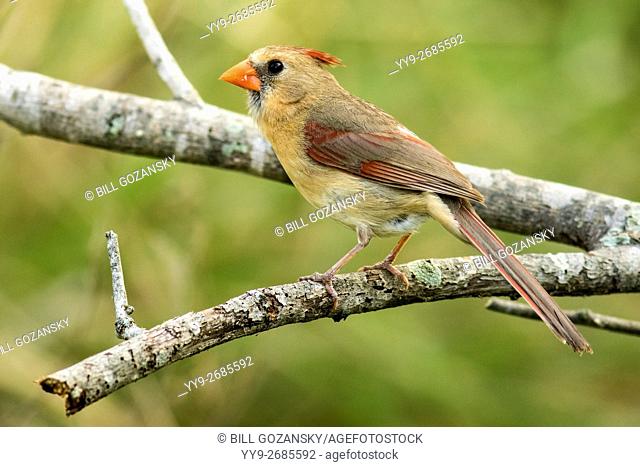 North Cardinal (Female) - Camp Lula Sams, Brownsville, Texas, USA