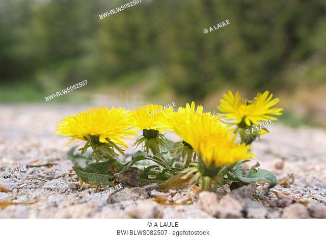 common dandelion Taraxacum officinale, in gravelly ground