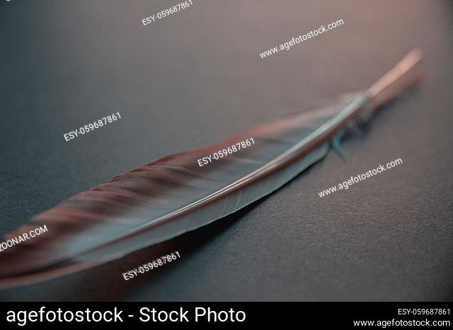 bird wing feather resting on a gray background