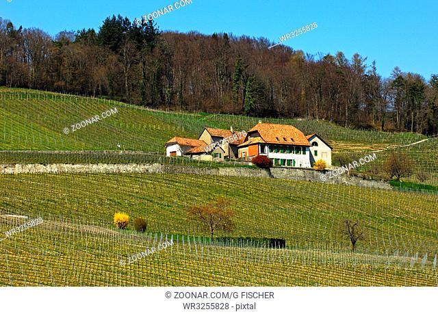 Weingut mit Rebflächen für Chasselas oder Gutedel-Trauben am Fuss des Juras im Frühling, Begnins, Waadt, Schweiz / Wine-growing estate with vinyard for...