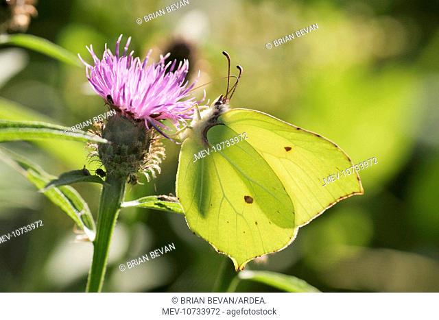 Brimstone Butterfly - male feeding, wings closed side view (Gonepteryx rhamni)