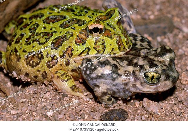 Argentine Horned FROG / Wide-mouthed Frog / Ornate Horned Frog - eating Spadefoot Toad.  (Ceratophrys ornata)