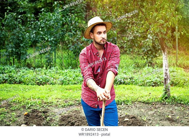 Young man harvesting potatoes in vegetable garden
