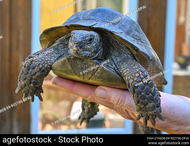 03 June 2021, Brandenburg, Kruge: Susanne Altvater, environmental lawyer and animal rights activist, holds a Moorish tortoise on her hand