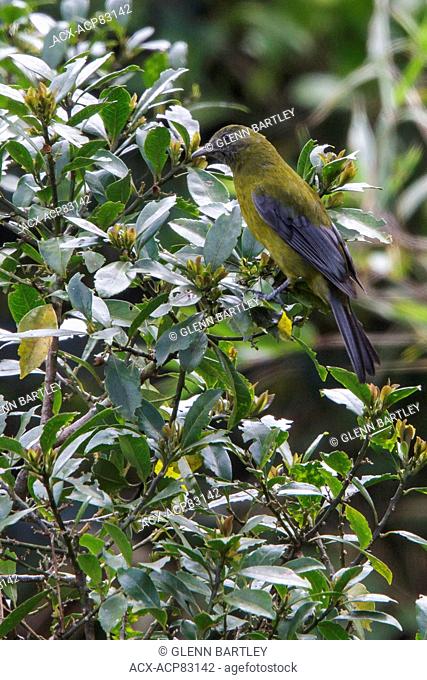 Gray-winged Cotinga (Tijuca condita) perched on a branch in the Atlantic rainforest of southeast Brazil