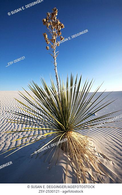 Yucca growing in sand, White Sands National Monument, New Mexico