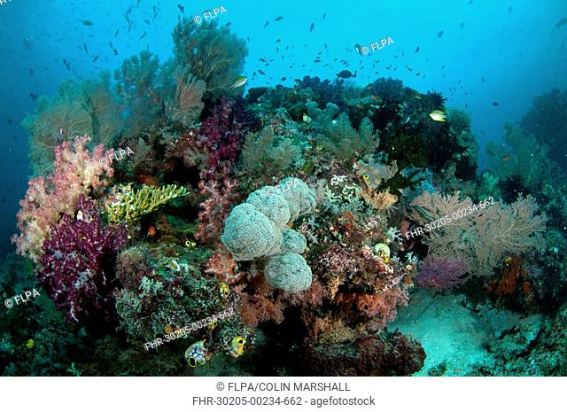 Soft coral and fish in reef habitat, Dampier Straits, Raja Ampat Islands Four Kings, West Papua, New Guinea, Indonesia