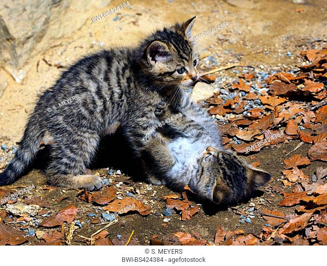 European wildcat, forest wildcat (Felis silvestris silvestris), two playing kitten, Germany
