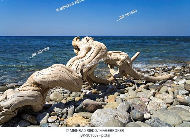 Driftwood at the beach