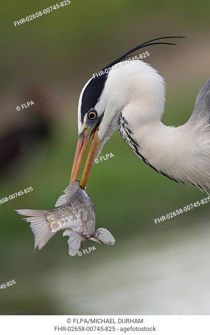 Grey Heron (Ardea cinerea) adult, close-up of head and neck, with fish prey speared on beak, Hortobagy N.P., Hungary, April