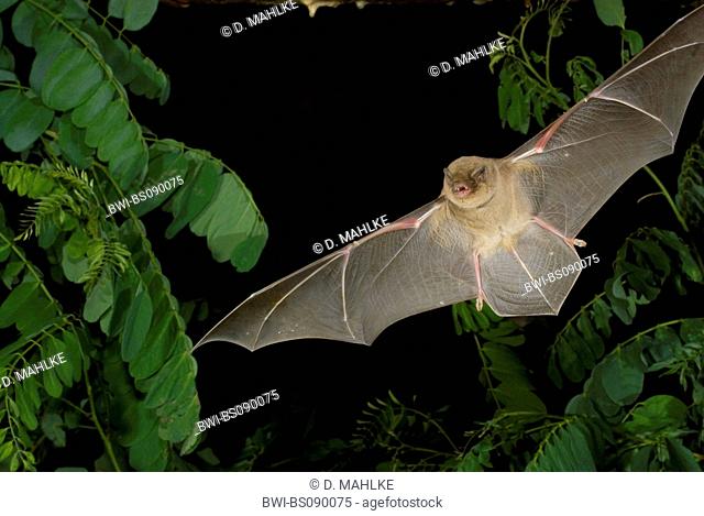 Common bent-wing bat, Schreiber's bat (Miniopterus schreibersii), flying, Bulgaria, Alexandrovo