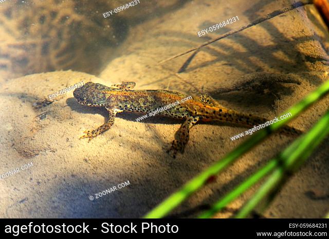 Teichmolch in situ unter Wasser, (Triturus vulgaris), Haute-Savoie, Frankreich / Smooth newt in situ under water, (Triturus vulgaris), Haute-Savoie, France