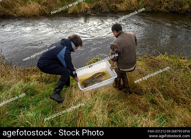 12 December 2023, Saxony-Anhalt, Zerbst: Steffen Zahn (r) from the Institute of Inland Fisheries Potsdam-Sacrow and a colleague release a previously caught sea...