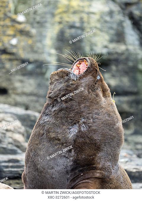 Dominant bull. South American sea lion (Otaria flavescens, formerly Otaria byronia), also called the Southern Sea Lion or Patagonian sea lion