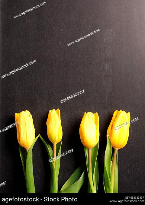 Valentines Day concept background with four yellow tulips on a chalkboard