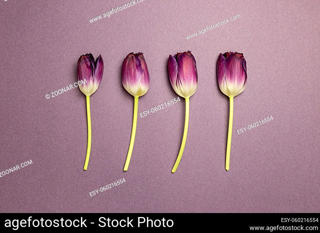 Purple tulip flowers on purple background. flat lay, top view, copy space