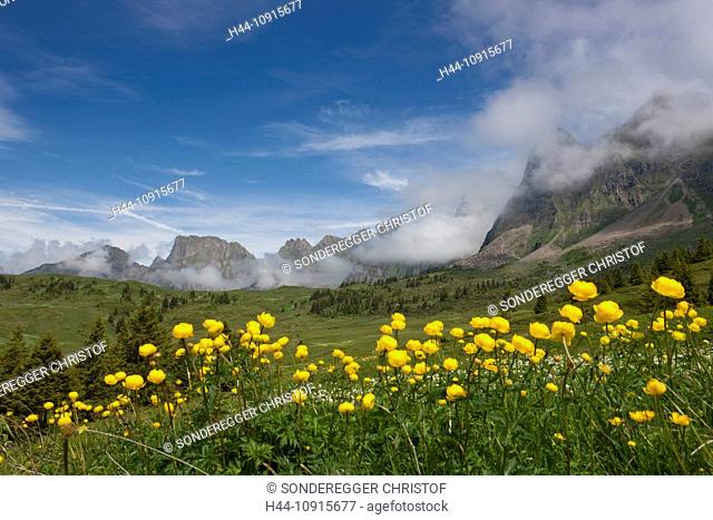 Canton, St. Gallen, St. Gall, Switzerland, Europe, mountain railway, flower, flowers, Sargans, Alvier, Gauschla, troll flowers, buttercups